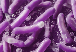 Bifida Ferment Filtrate 