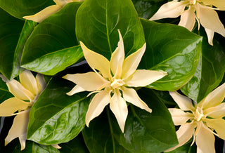 Kava Pepper Root Extract 