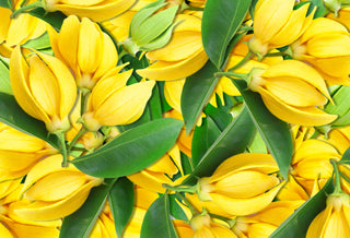 Ylang Ylang Oil 